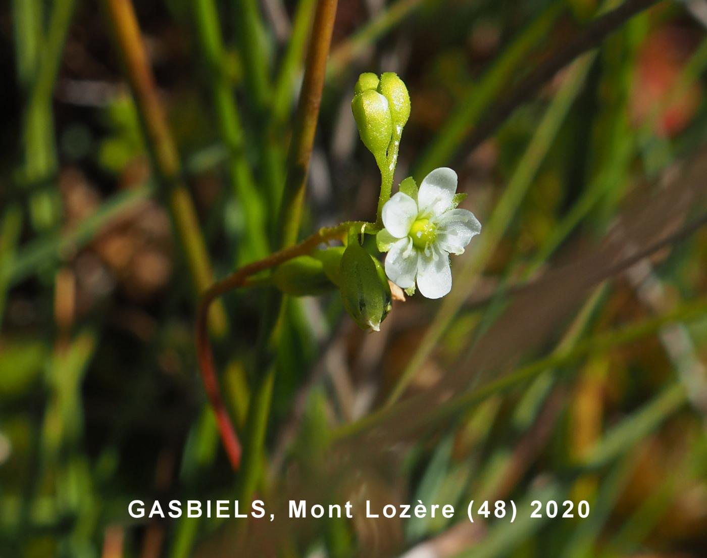 Sundew, Round-leaved flower